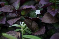 Hemigraphis alternata